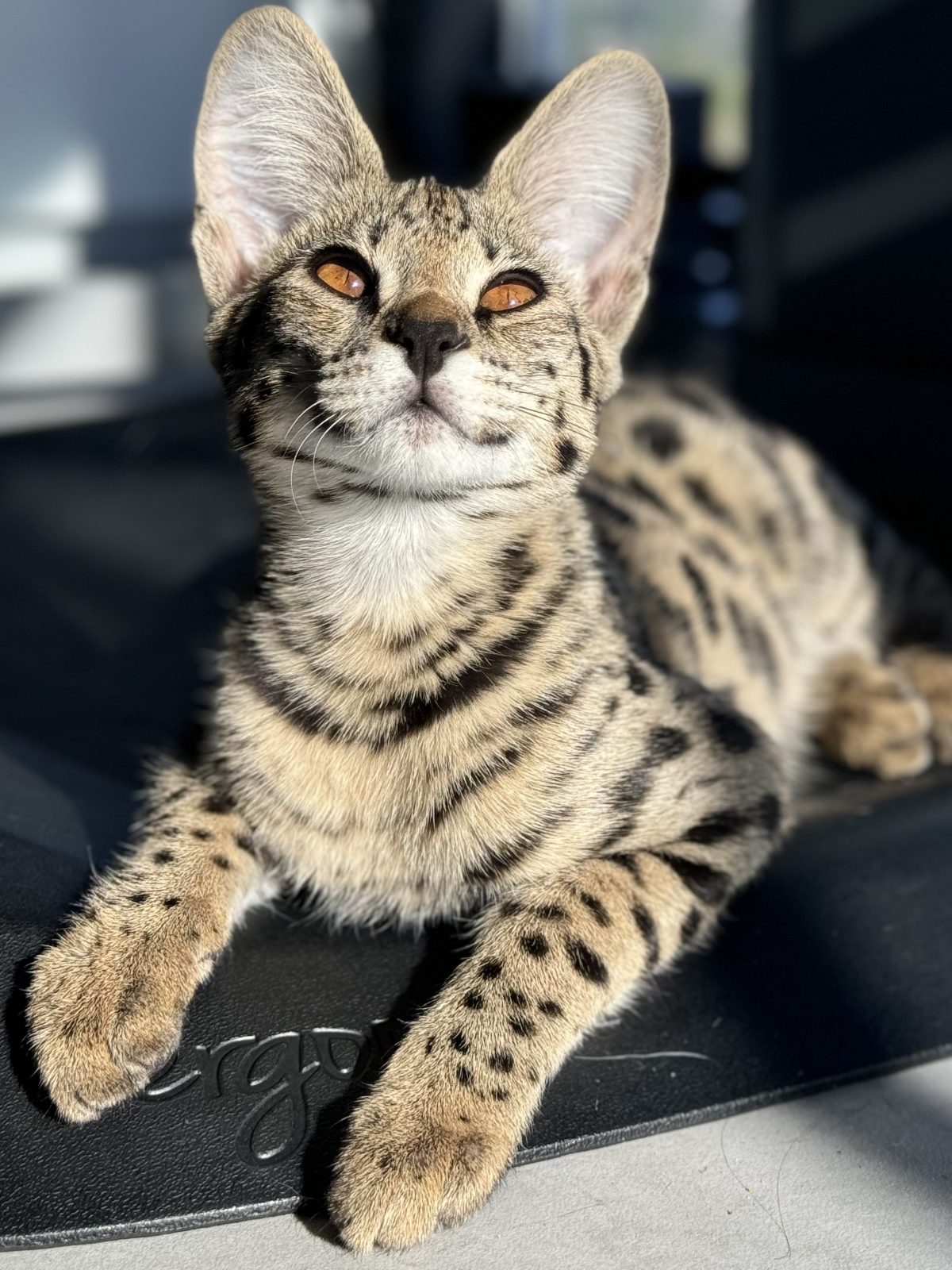 Savannah cat at home